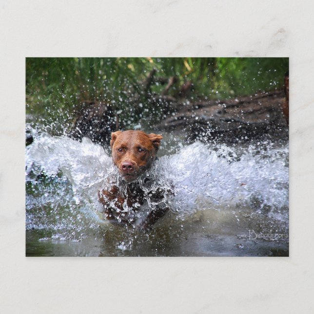 Chocolate Lab Pit Mix Dog Splashing 4 Postcard (Front)