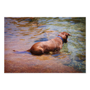 Chocolate Lab Pit Mix Dog Swimming 10 Photo Print