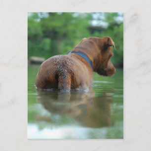 Chocolate Lab Pit Mix Dog Swimming 4 Postcard