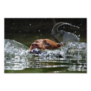 Chocolate Lab Pit Mix Dog Swimming 5 Photo Print