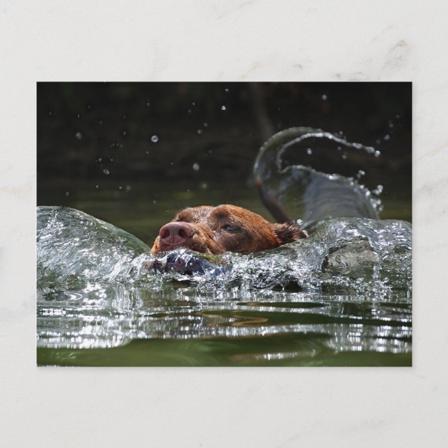 Chocolate Lab Pit Mix Dog Swimming 5 Postcard (Front)