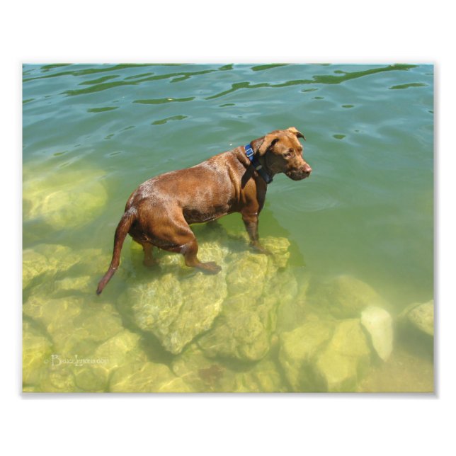 Chocolate Lab Pit Mix Dog Swimming Photo Print (Front)