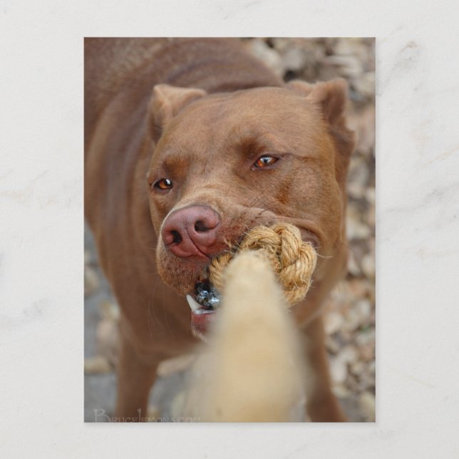 Chocolate Lab Pit Mix Dog Tugging 2 Postcard (Front)
