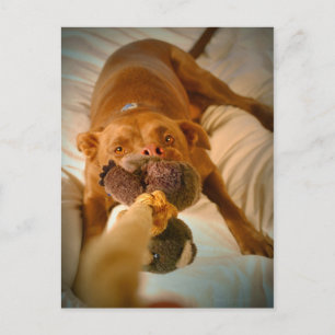 Chocolate Lab Pit Mix Dog Tugging Postcard