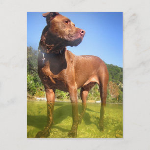 Chocolate Lab Pit Mix Dog Wading Postcard