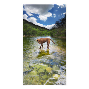 Chocolate Lab Pit Mix Dog Walking on Water Photo Print