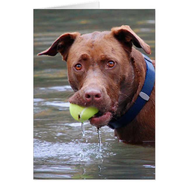 Chocolate Lab Pit Mix Dog With Ball (Front)