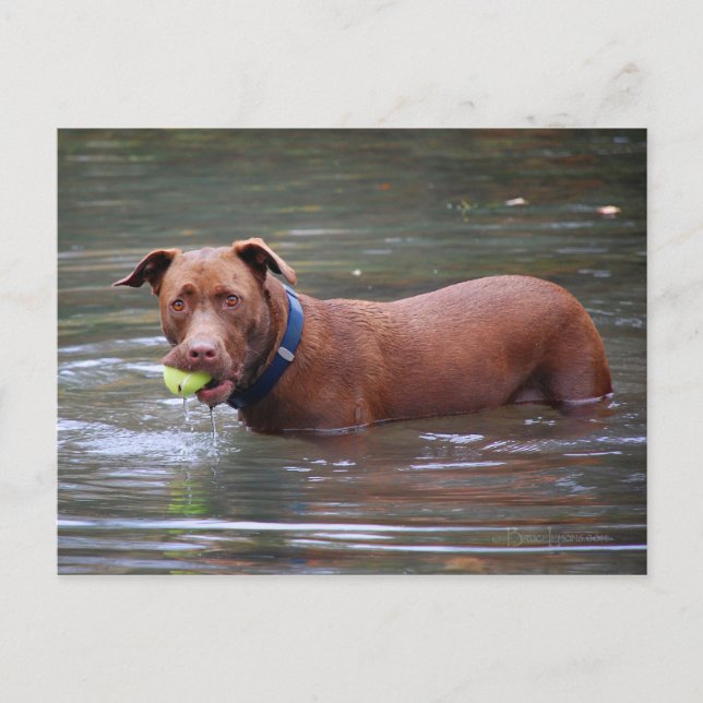 Chocolate Lab Pit Mix Dog With Ball Postcard (Front)