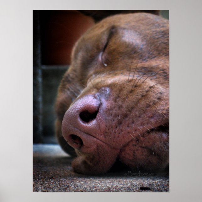 Chocolate Lab Pit Puppy Sleeping Poster (Front)