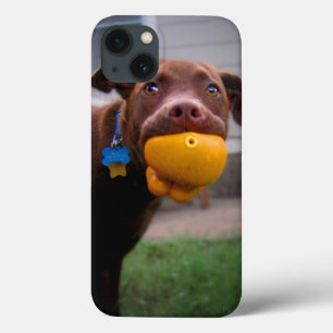 Chocolate Lab Pit Puppy with Ball iPhone 13 Case