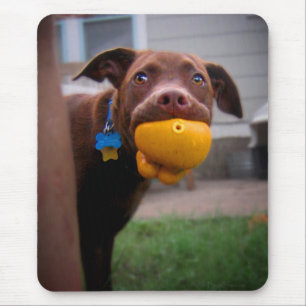 Chocolate Lab Pit Puppy with Ball Mouse Pad