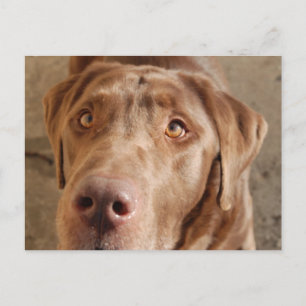 Chocolate Lab Postcard