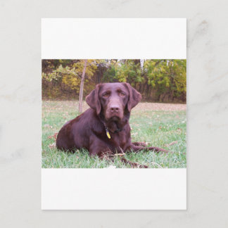 Chocolate Lab Postcard