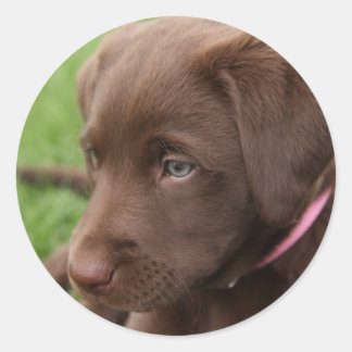 Chocolate Lab Pup Sticker