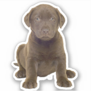 Chocolate Lab Puppy