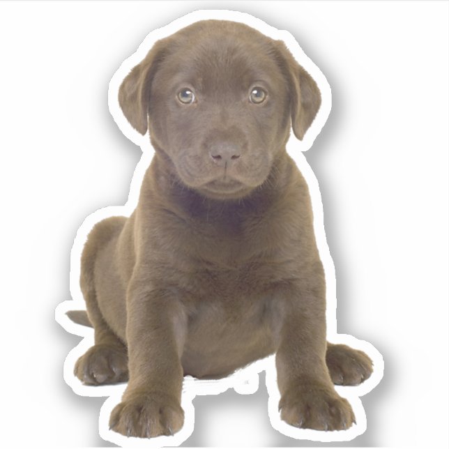Chocolate Lab Puppy (Front)