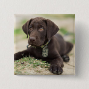 Chocolate Lab Puppy 15 Cm Square Badge