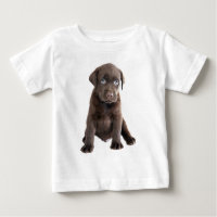 Chocolate Lab Puppy