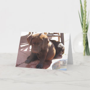 Chocolate Lab Puppy Card
