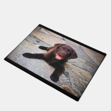 Chocolate lab puppy