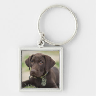 Chocolate Lab Puppy Key Ring