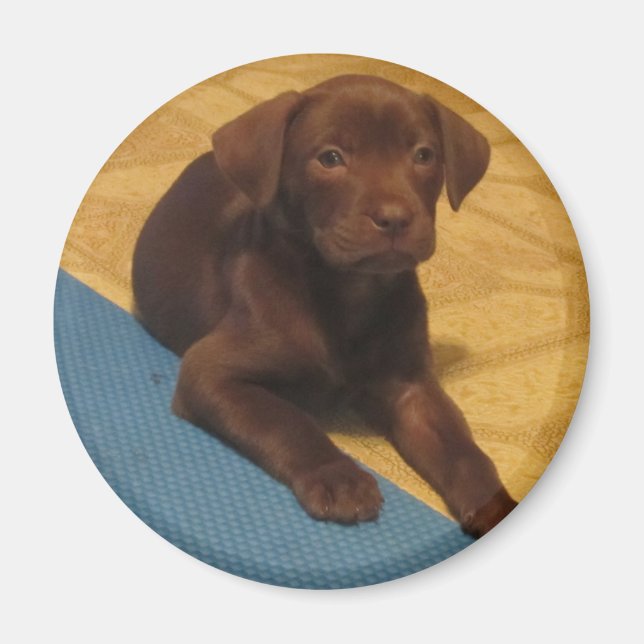 Chocolate Lab Puppy Magnet (Front)