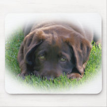 Chocolate Lab Puppy