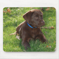 Chocolate Lab Puppy
