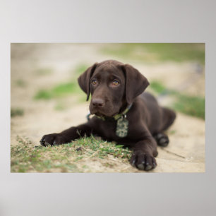 Chocolate Lab Puppy Poster
