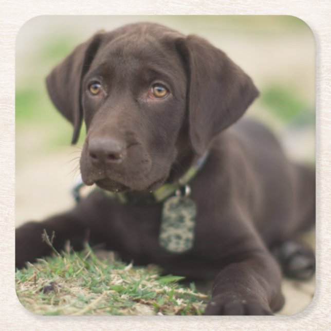 Chocolate Lab Puppy Square Paper Coaster (Front)