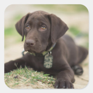 Chocolate Lab Puppy Square Sticker