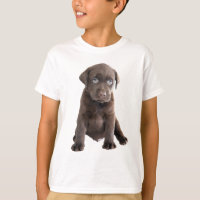 Chocolate Lab Puppy