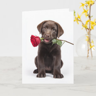 Chocolate Lab Valentine Card