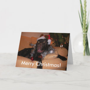 Chocolate Labrador Christmas Cards