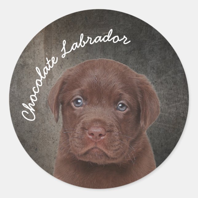 Chocolate Labrador Classic Round Sticker (Front)