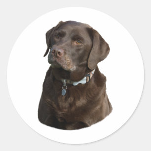 Chocolate Labrador dog photo portrait Classic Round Sticker