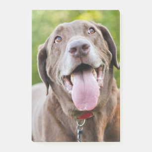 Chocolate Labrador Dog Post-it Notes