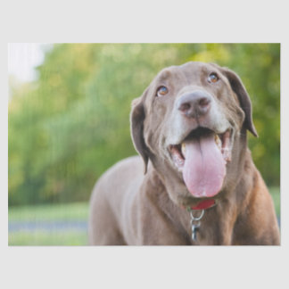 Chocolate Labrador Dog Tissue Paper