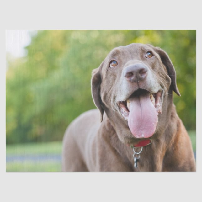 Chocolate Labrador Dog Tissue Paper (Front)