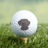 Chocolate Labrador