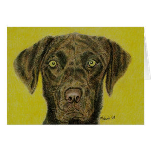 Chocolate Labrador - Hershey