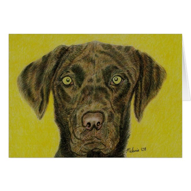 Chocolate Labrador - Hershey (Front Horizontal)