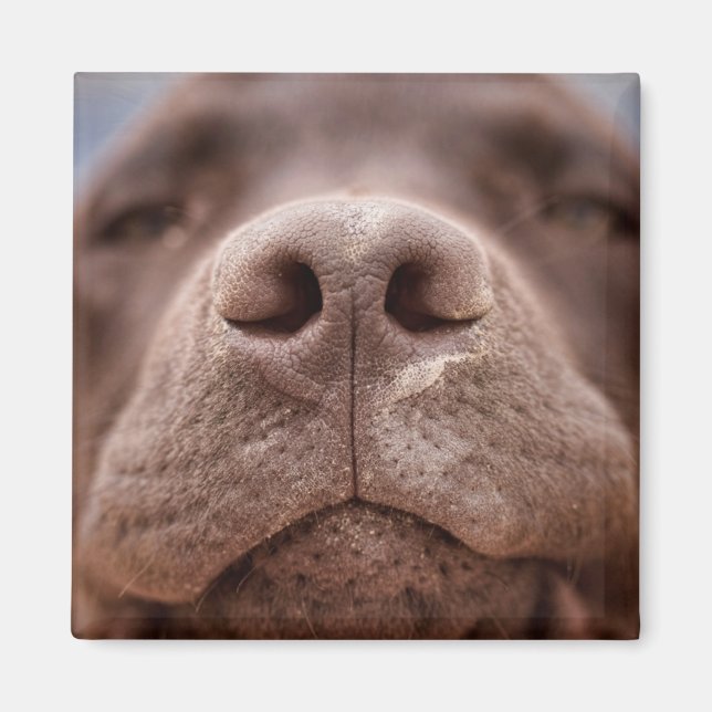 Chocolate Labrador Nose Closeup Magnet (Front)