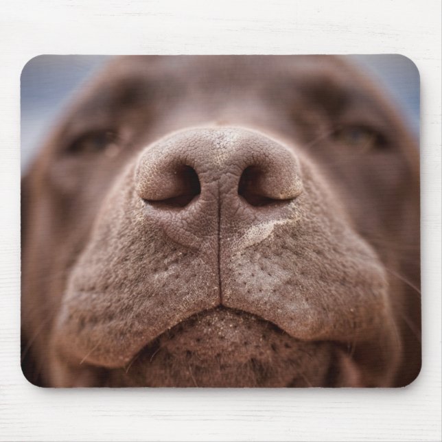 Chocolate Labrador Nose Closeup Mouse Pad (Front)