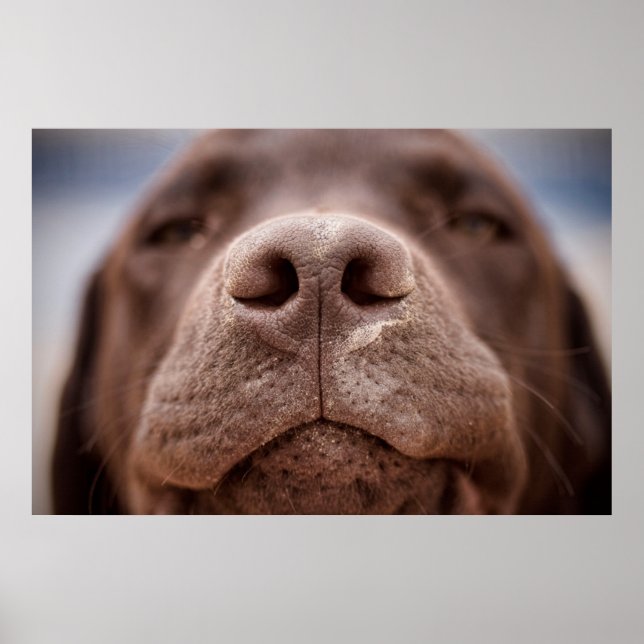 Chocolate Labrador Nose Closeup Poster (Front)