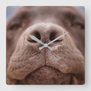 Chocolate Labrador Nose Closeup Square Wall Clock