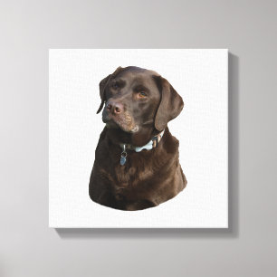 Chocolate Labrador photo portrait Canvas Print