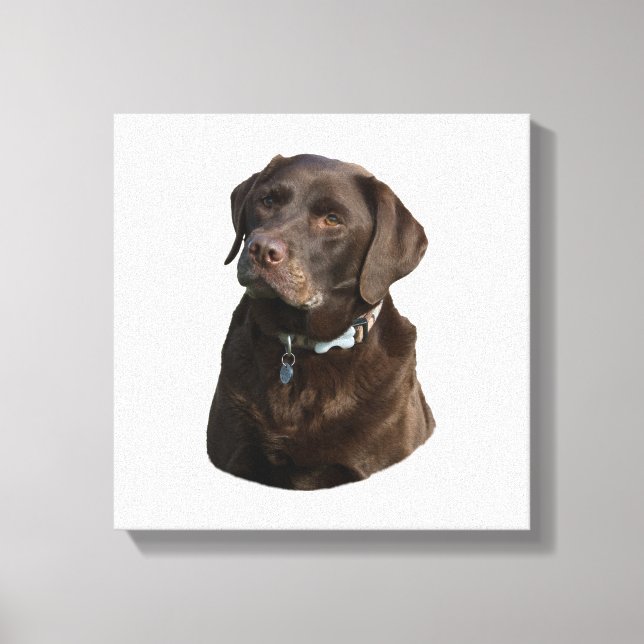 Chocolate Labrador photo portrait Canvas Print (Front)