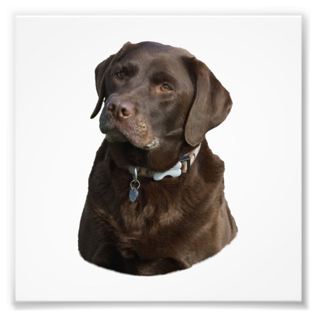 Chocolate Labrador photo portrait Print (Front)
