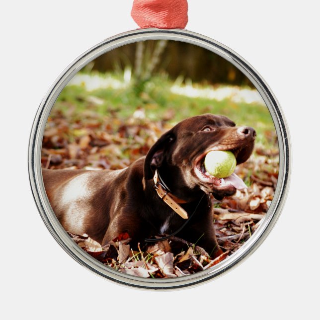 Chocolate Labrador Playing With Ball Metal Tree Decoration (Front)